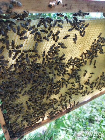 Вощина максимум люкс обмен на воск