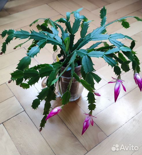 Декабрист шлюмбергера