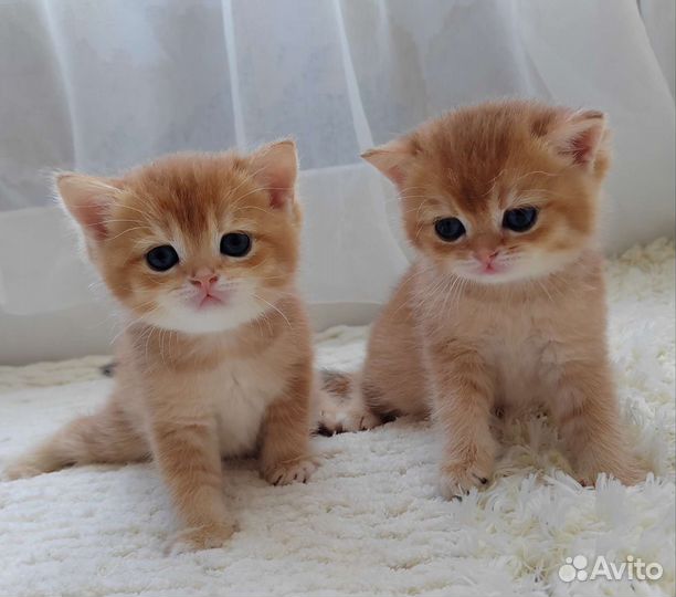 Бронирование котят ny12