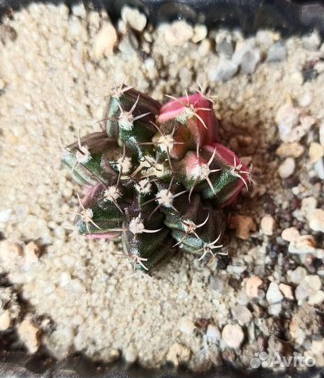 Кактус гимнокалициум вариегатный