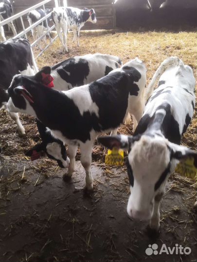 Бычки телята С нашей фермы