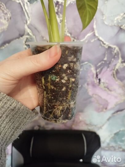 Алоказия Регал Шилдс