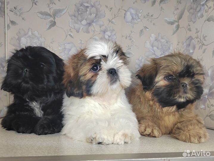 Ши-тцу щенки РКФ