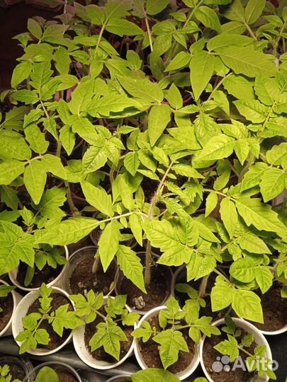 Рассада перца, томатов, Петуния, земляники