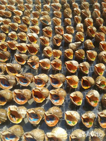 Сувенирный рапан