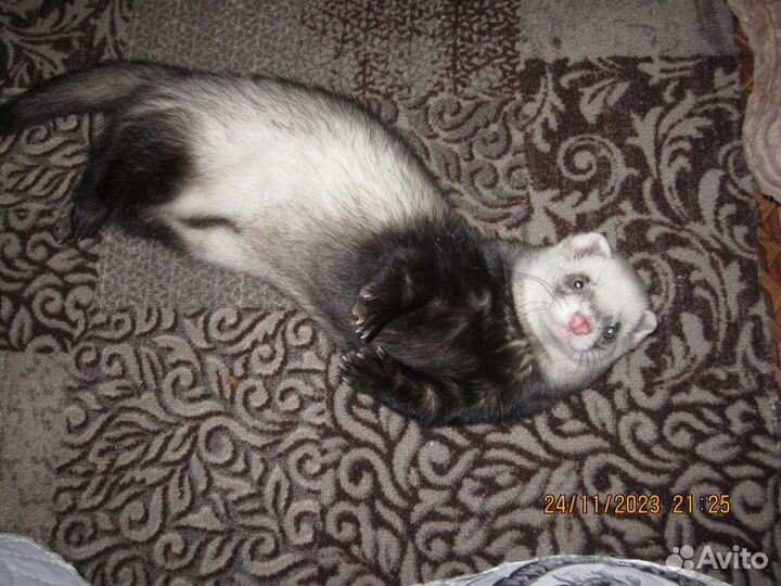 Хорек вязка