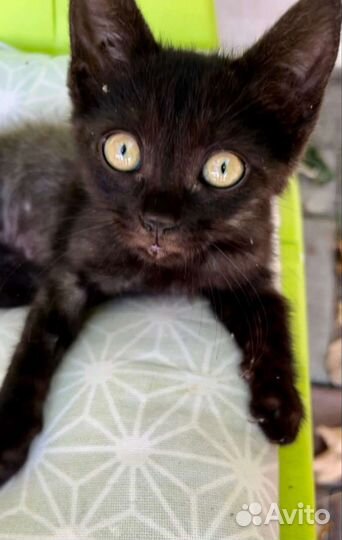 Котенок мышелов 1.5 месяца