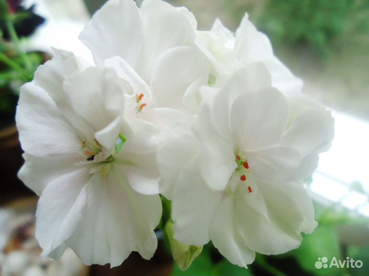 Пеларгония, герань Абакан