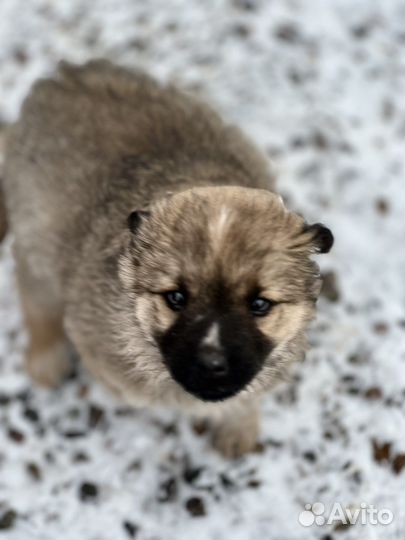 Щенок мальчик