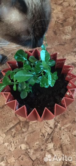 Мурайя цветок