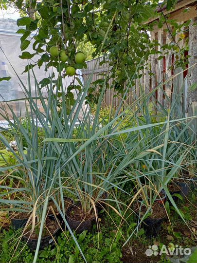 Элиас песчанный