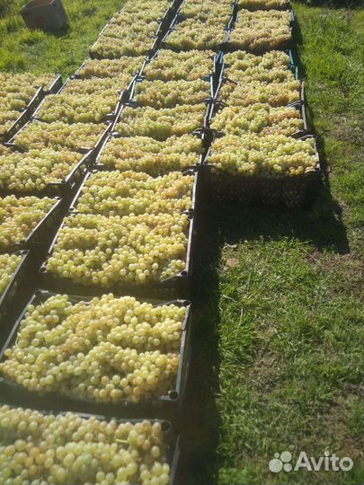 Виноград сорта агадаи