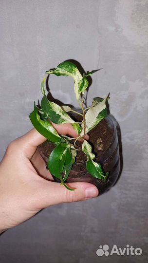 Фикус керли