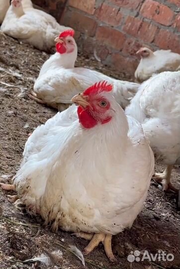 Бройлеры суточные в ст. Гостагаевской