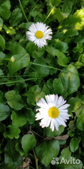 Цветы для сада, маргаритки