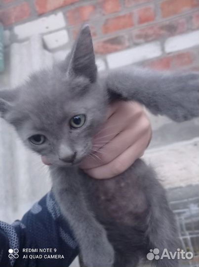 Котёнок девочка в дар