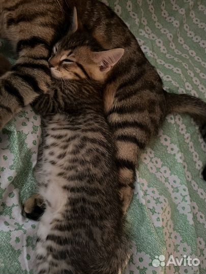 Кошка в дар бесплатно