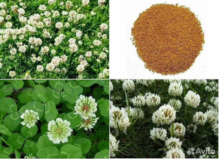 Семена, белый клевер Ривендел