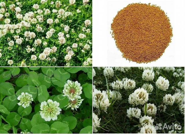 Семена, белый клевер Ривендел