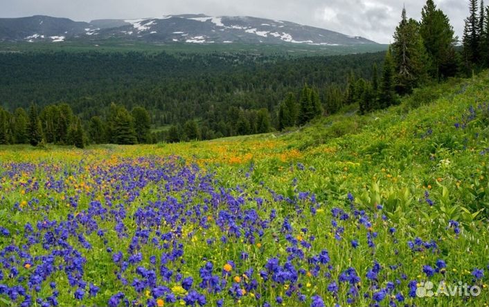 Мёд из Алтая опт