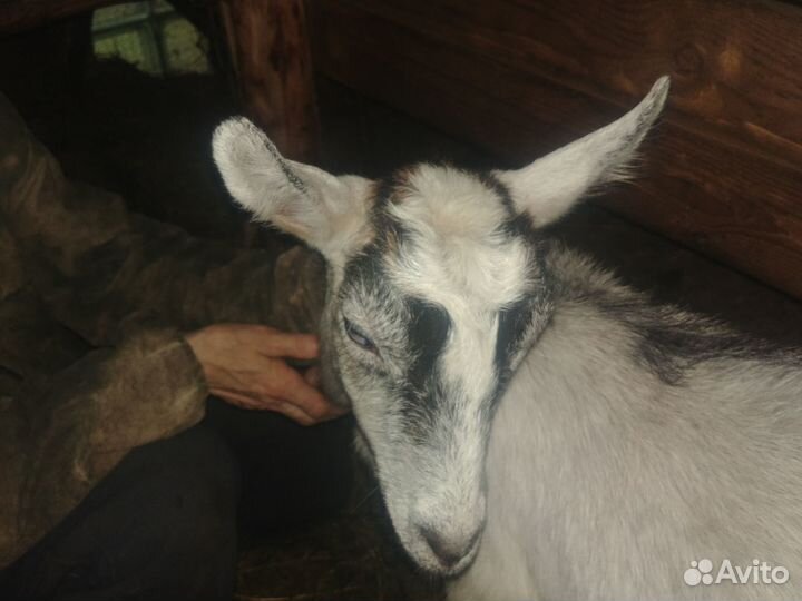 Козы молодые