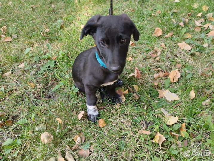 Щенок в добрые руки