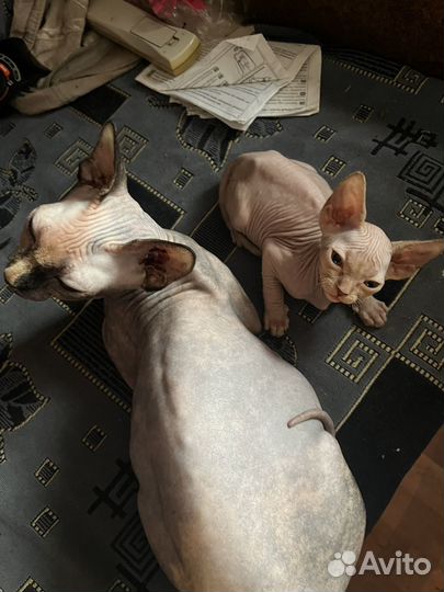 Канадский сфинкс