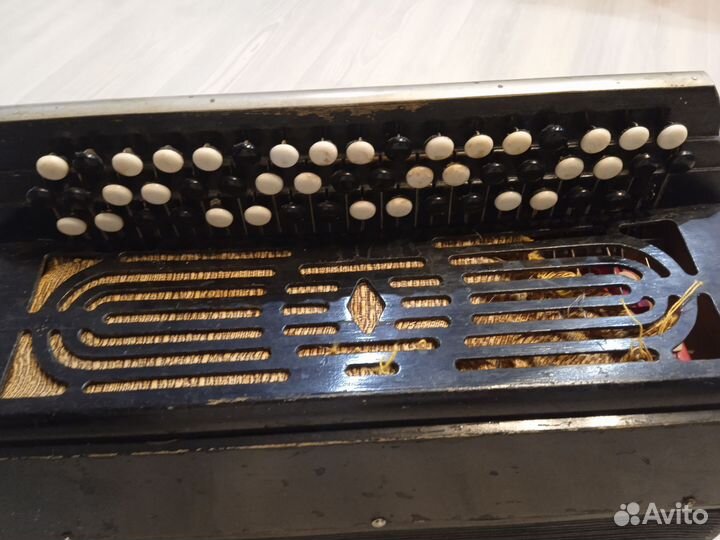 Баян вологодский