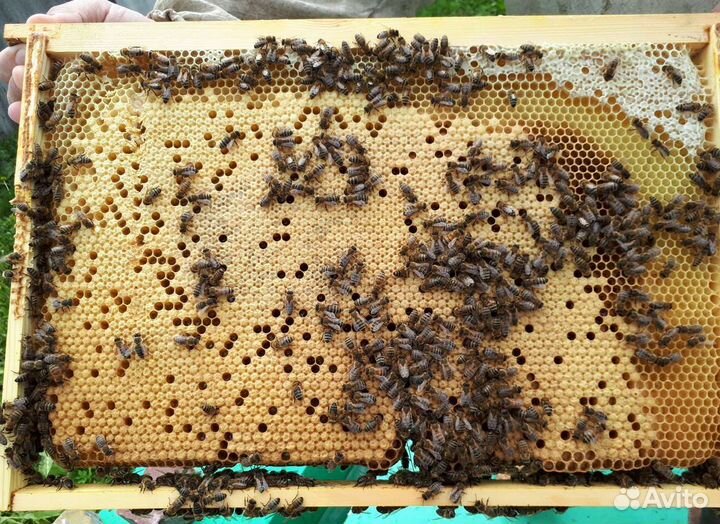 Пчелопакеты с селекционными матками 2023 года