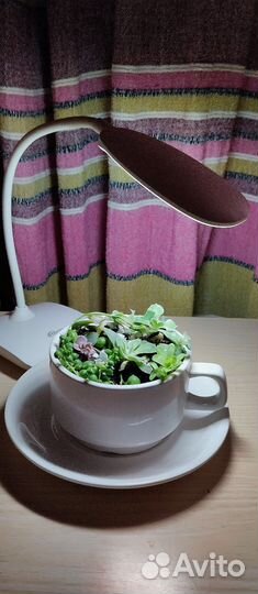 Эхеверии и суккуленты