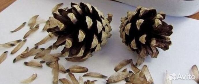 Доставка семян ели