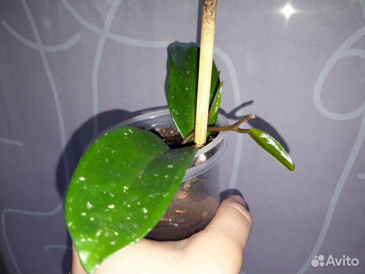 Хойя Карноза кринкл 8