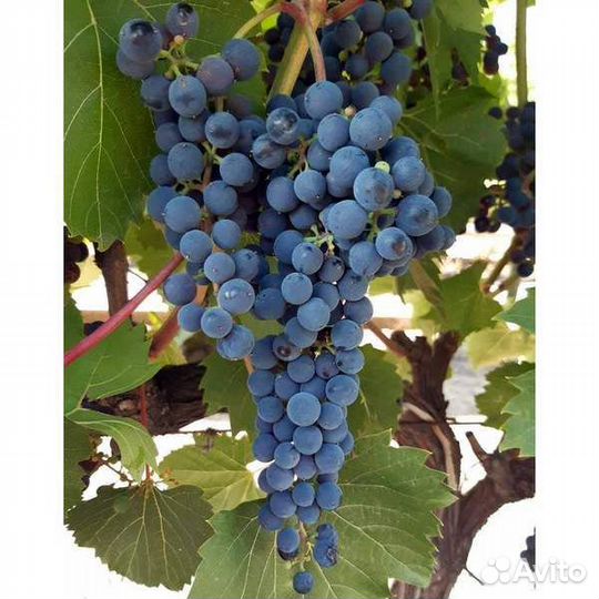 Виноград тех сортов