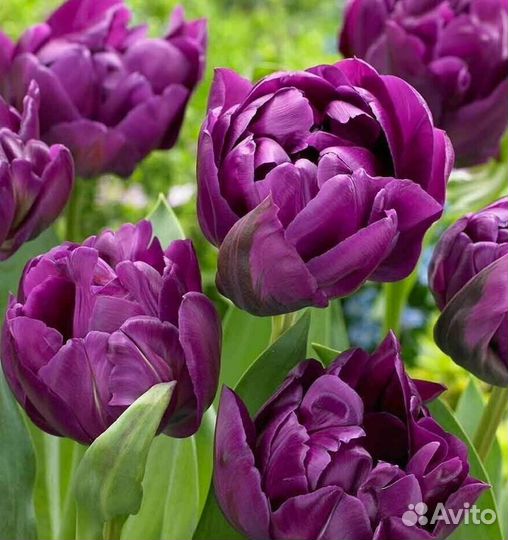 Луковицы тюльпанов