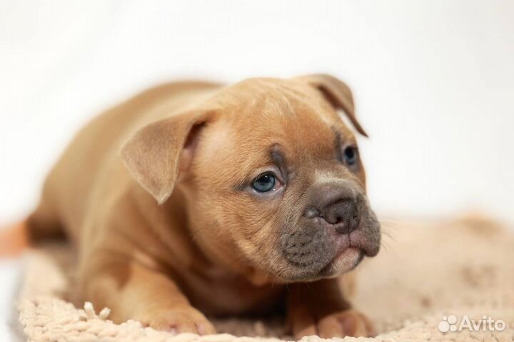 Американский булли покет