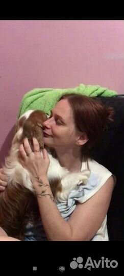 Передержка собак и кошек