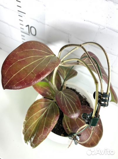 Хойи взрослые