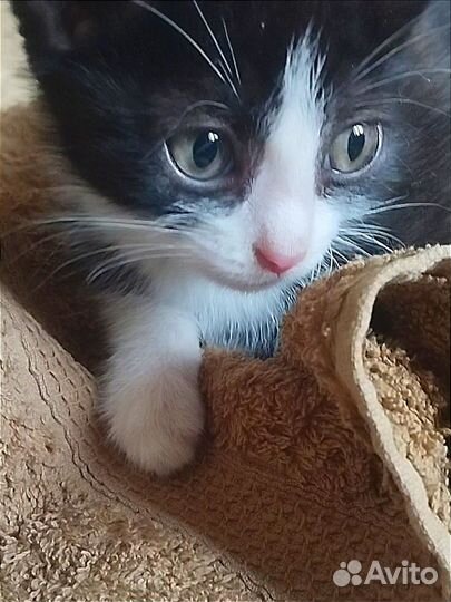 Котёнок 2-2,5 мес