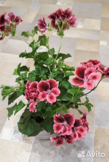 Королевская пеларгония обмен/ продажа