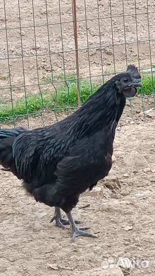 Куры ухейилюй брама голошейные Джерсийский гигант