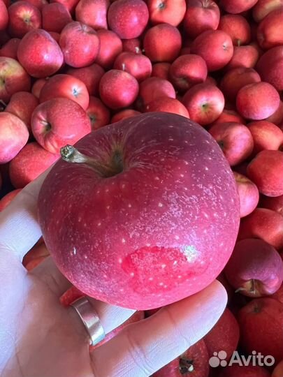 Крымские яблоки оптом и в розницу