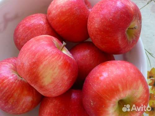 Яблоня Хани Крисп (3х-летка)