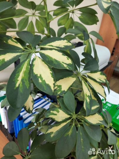 Продаётся Шефлера