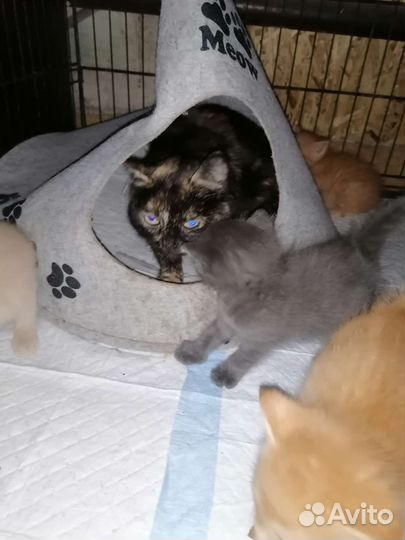 Котята ищут дом