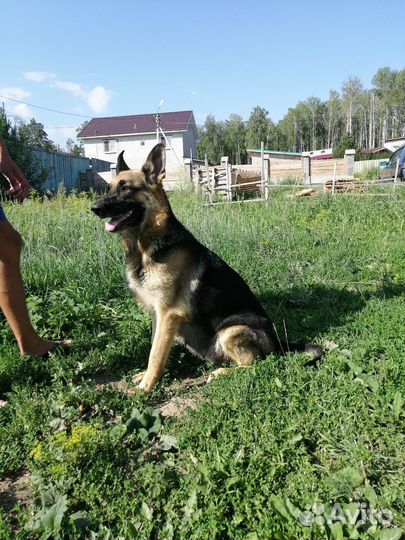 Щенки Восточно-европейской овчарки вео