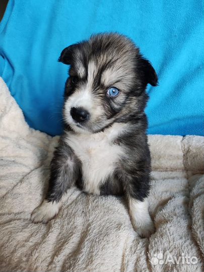 Щенки метисы хаски