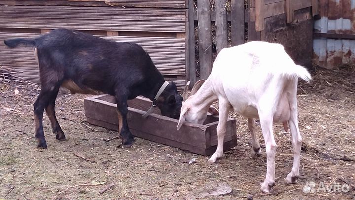 Продаю коз и козла