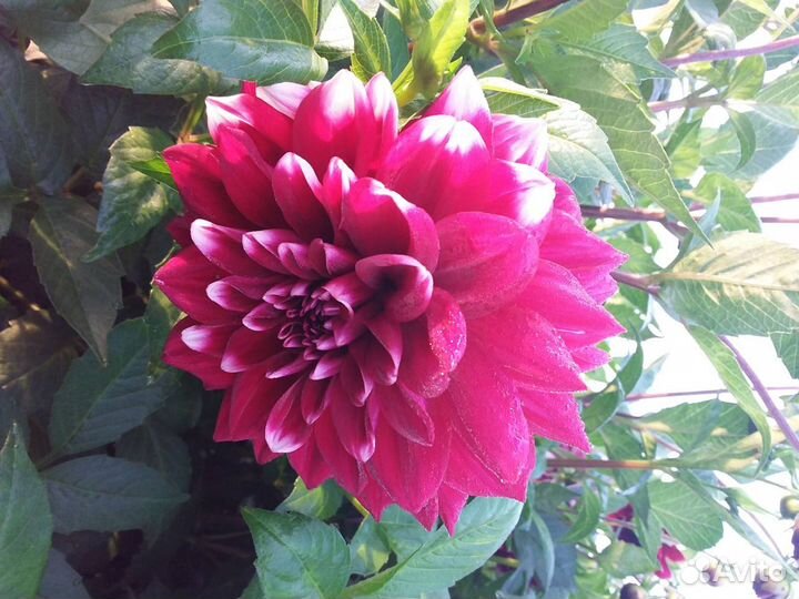 Клубни Георгины