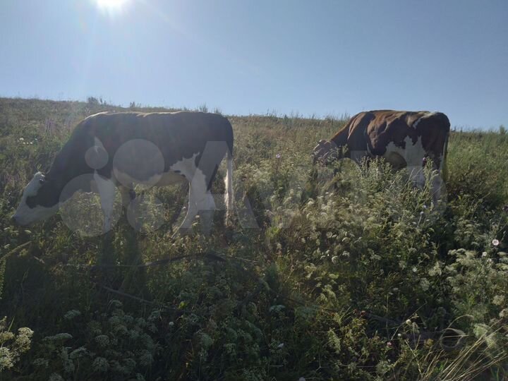 Дом 65 м² на участке 20 сот.