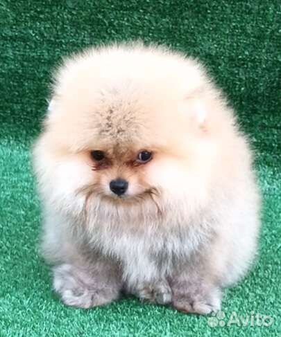 Померанский шпиц медвежьего типа mini